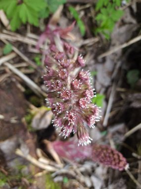 Güzel botanik fotoğrafı, doğal duvar kağıdı.