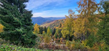 Ormanda güzel bir sonbahar