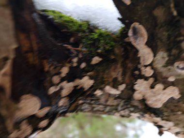 Ormanın güzel manzarası