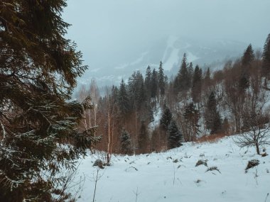 Karlı dağ ormanları siste.
