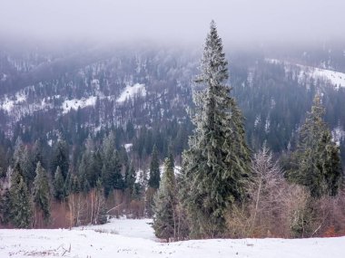 Ormanda kış manzarası.