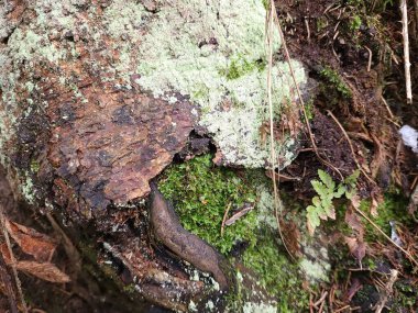 Bir ağaç kabuğuna yakın.