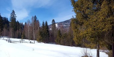 Kışın karla kaplı ağaçlar