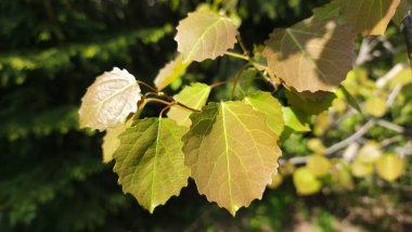 Güzel sonbahar yaprakları, sonbahar çiçekleri