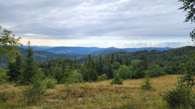 yeşil bir alana bir görünümünü