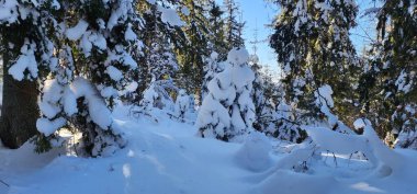 Kış manzarası. Dağlarda karla kaplı bir orman