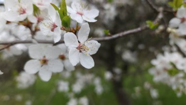 Bahçede çiçek açan güzel çiçekler