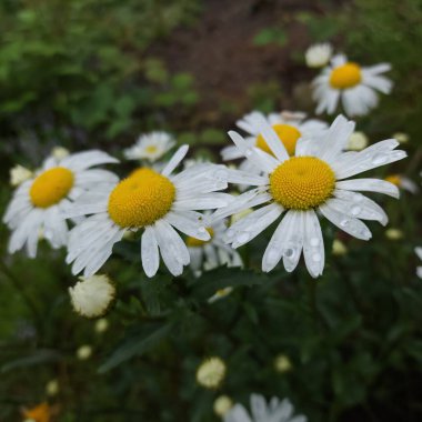 Bahçedeki güzel papatya çiçekleri