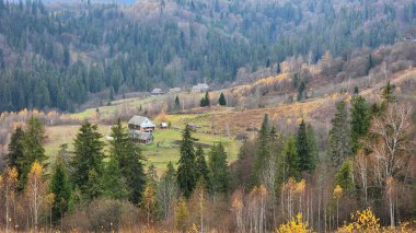 Dağlarda sonbahar ormanı