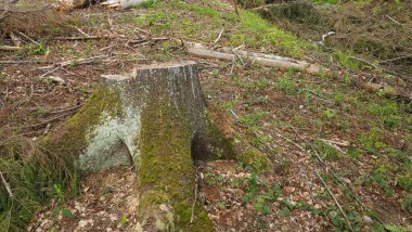 Ormandaki bir odun yığınına yakın çekim.