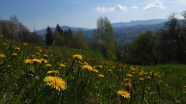 Dağlarda güzel çiçekler