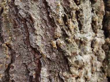 Ağaç kabuğu ve yosun