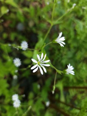 Ormanda beyaz çiçekler