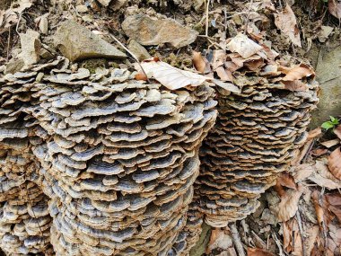 Beyaz kabuklu bir ağaç kabuğunun dokusu. Kapat - kapat.