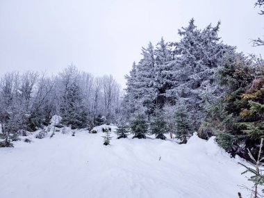 Karlı kış ormanı ve köknar ağaçları