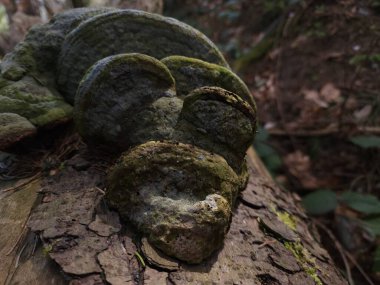 Tahta bir kütüğün üzerinde güzel yeşil bir yosun resmi.