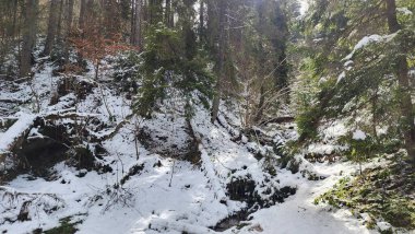 Dağlarda karla kaplı ağaçlarla kaplı güzel bir manzara.