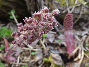 Güzel botanik fotoğrafı, doğal duvar kağıdı.