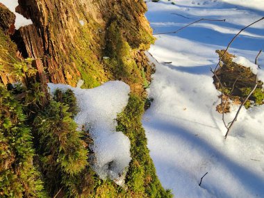 Ormanda karla kaplı ağaçlar