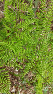 Ormanda yeşil yapraklar