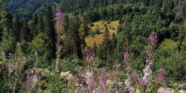 Doğanın güzel manzarası