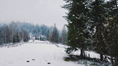 Karla kaplı ağaçları olan güzel bir manzara.