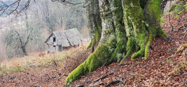 Ormandaki eski ahşap ev