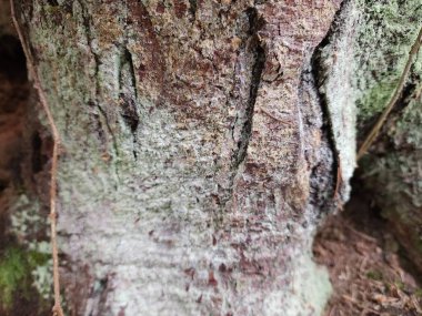 Eski ağaç kabuğu dokusu
