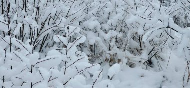 Ormanın güzel manzarası