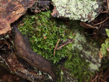 Ağaç gövdesi bir ağaç gövdesi.