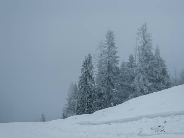 Karla kaplı ağaçlarla kaplı kış manzarası. Karpatlar, Ukrayna.