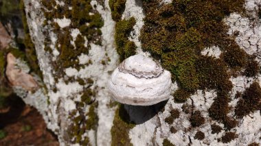 Bir ağaç gövdesinin yakın plan çekimi.