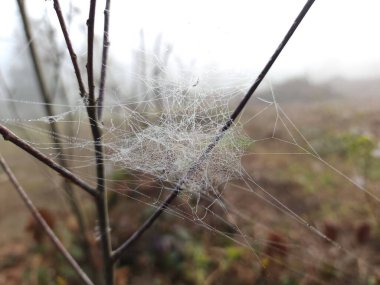 Çimlerin üzerinde örümcek ağı