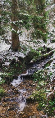 Karpatlar 'daki kış ormanlarında bir dere.