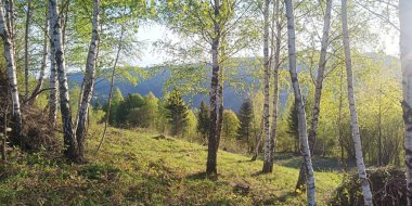 Gündüz vakti ormandaki yeşil çimlerin güzel bir görüntüsü.