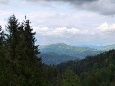 Bulutlu gökyüzünün altında güzel bir orman görüntüsü