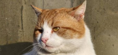 Kızıl bir kedinin kameraya baktığı yakın çekim.