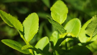 yeşil yapraklar, bitkiler ve yapraklar