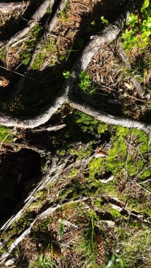 Ormandaki yaşlı kütük.