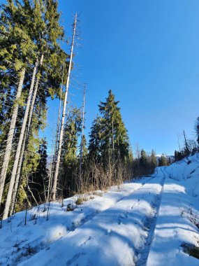 Karlı kış ormanı ve köknar ağaçları