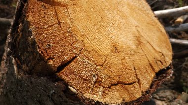 Ağaç gövdesinin büyük bir gövdesiyle yakın plan fotoğrafı.