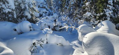 Karlı ve ağaçlı kış ormanı