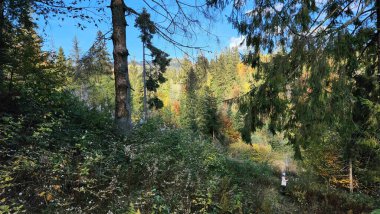 Ağaçlı güzel sonbahar manzarası