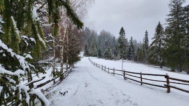 Karla kaplı ağaçlarla kaplı güzel kış manzarası