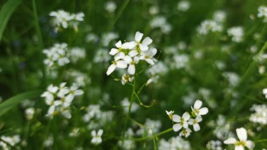 Bahçedeki güzel beyaz çiçekler