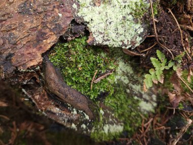 Ormandaki bir ağacın yakınında.