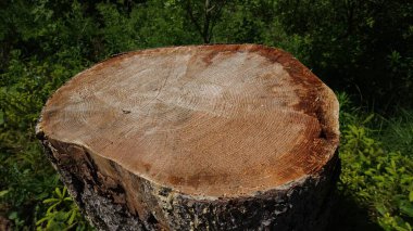 Ağacı büyük halkalarla kes.