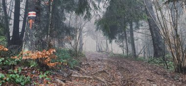 Sisli bir ormanda bir patika