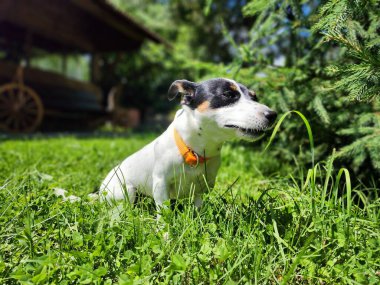 Köpek yetiştiricisi Jack Russell Terrier.