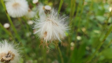 Bahçedeki karahindiba çiçekleri